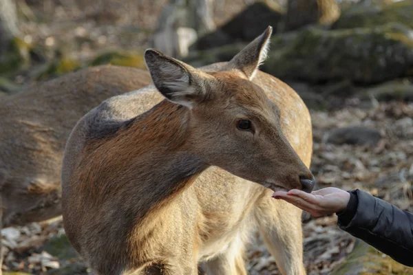 Um pequeno veado numa floresta de Outono. A alimentar um veado. Adorável animal selvagem em um parque . — Fotografia de Stock