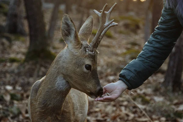 A little deer in an autumn forest. Feeding a deer. — Stock Photo, Image