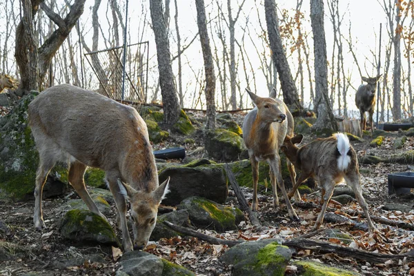 Een herten familie in een herfst bos. — Stockfoto