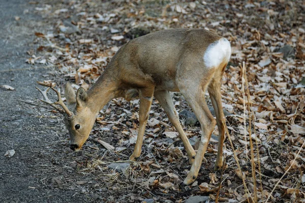 Ldeer in de herfst bos, kraj Primorski — Stockfoto