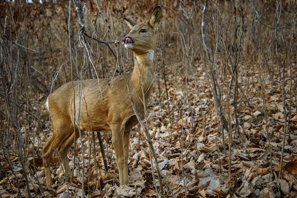 Ldeer in de herfst bos, kraj Primorski — Stockfoto