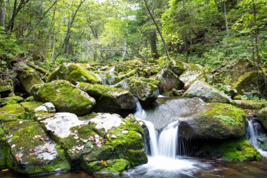bir orman manzara, bir dere taşları arasında. Yeşil otlar, ağaçlar ve şelale.