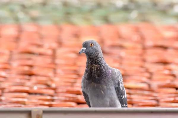 屋顶瓦片上的鸽子 — 图库照片