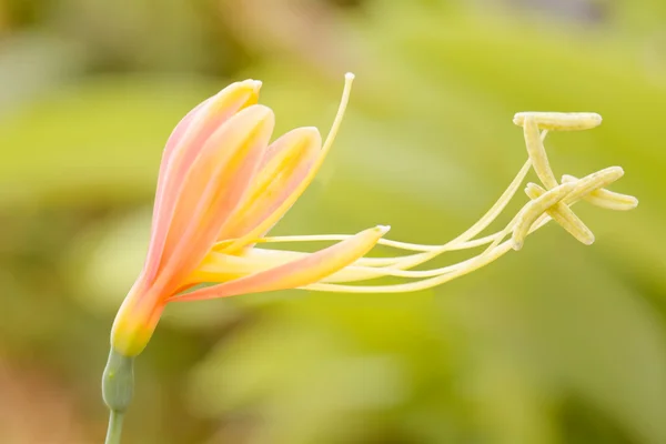 L'eucrosia bicolore è una specie di pianta — Foto Stock
