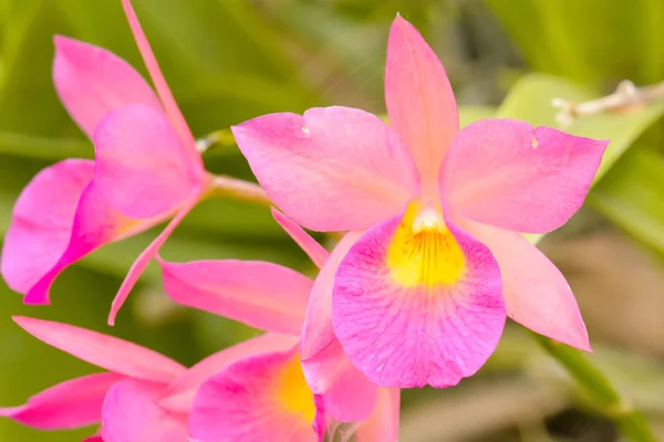 Orchid is bright colors and beautiful — Stock Photo, Image