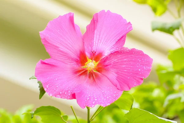 Hibiskus är ett släkte av blommande växter — Stockfoto