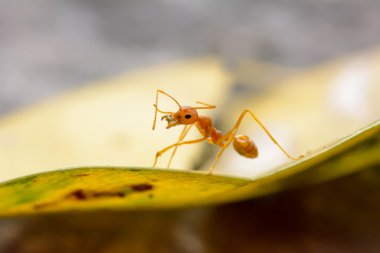 Tek kırmızı karınca