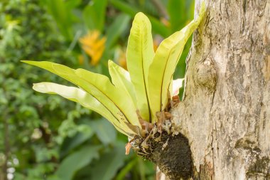 Asplenium nidus büyüyen ağaçlar gözleri