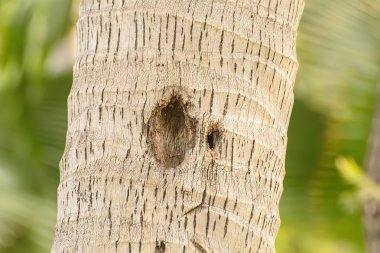 Ağaçta hayvanın adresi