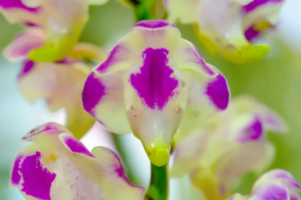 Orchid is bright colors and beautiful — Stock Photo, Image
