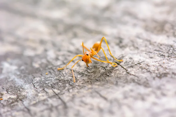 Hormiga roja única — Foto de Stock