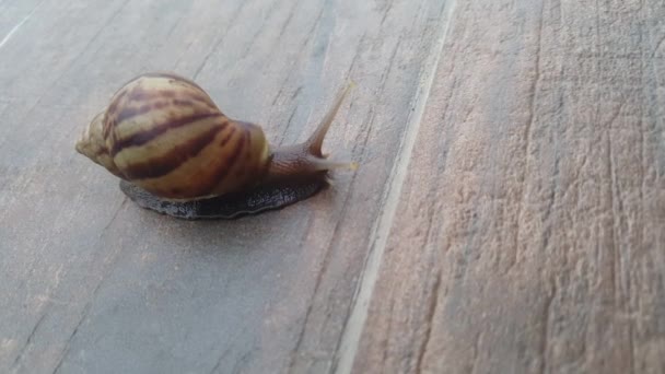 Schnecke. Kein Ton. — Stockvideo