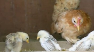 Tavuk ve piliç yemek