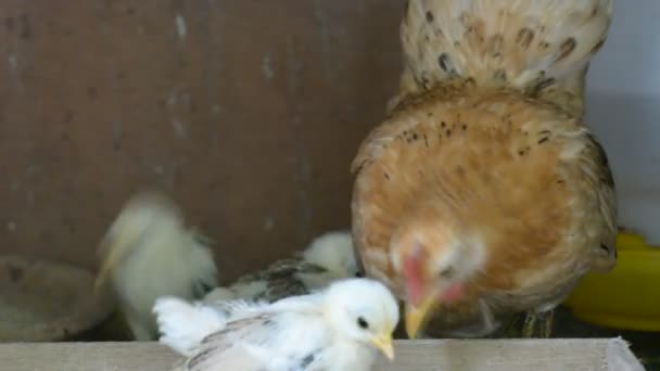 Galline e pulcini che mangiano — Video Stock