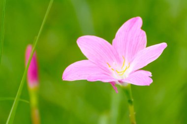 Pembe zephyranthes grandiflora