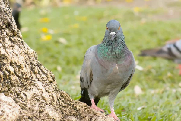 Pigeon standing under the tree — Stock Photo, Image