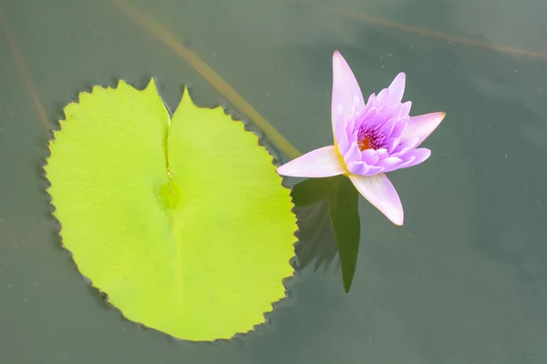 Lotus in pond — Stock Photo, Image