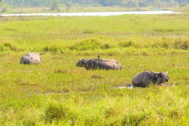 Buffalo su daldırma
