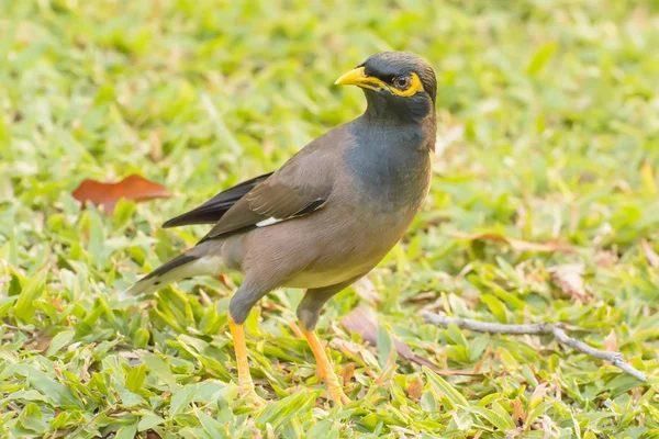 Myna no parque — Fotografia de Stock