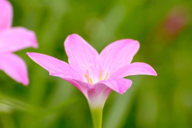 Pembe zephyranthes grandiflora