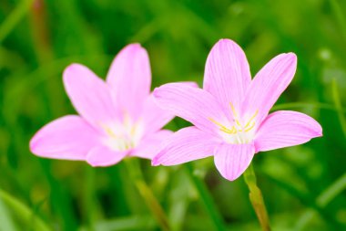 Pembe zephyranthes grandiflora