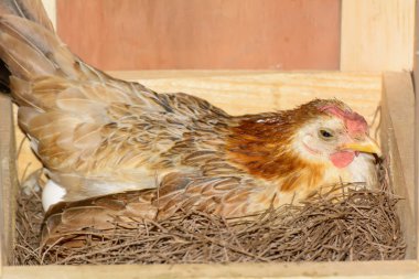 Kuluçkalık yumurta tavukları