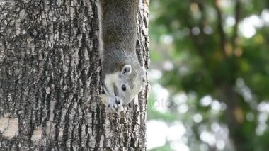 Sincap fındık yiyin. Ses yok.
