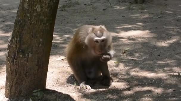 Macaco comer sementes de arroz — Vídeo de Stock