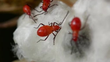 Gossypium turuncu böcekler