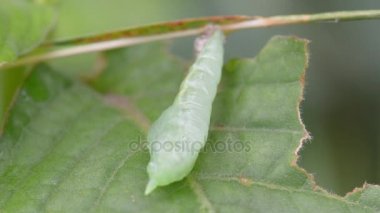 Pupa üzerinde yeşil yaprakları