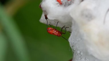 Gossypium turuncu böcekler
