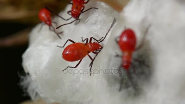 Oranje insecten in gossypium — Stockvideo