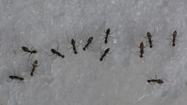Bir tatlı su yemek karıncalar — Stok video