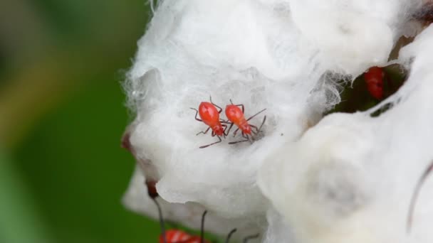 Insectes oranges dans le gossypium — Video