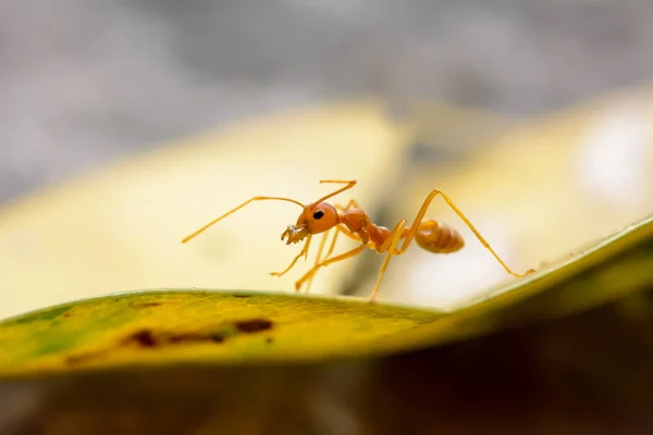 Singola formica rossa — Foto Stock