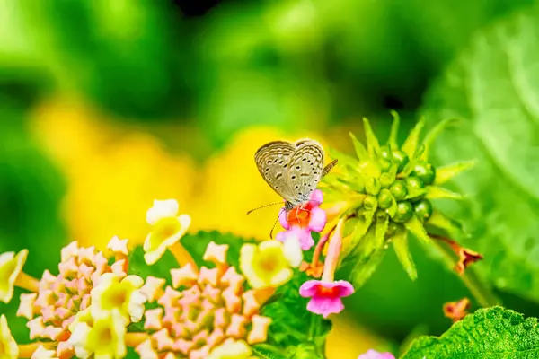 Mariposa y flores — Foto de Stock