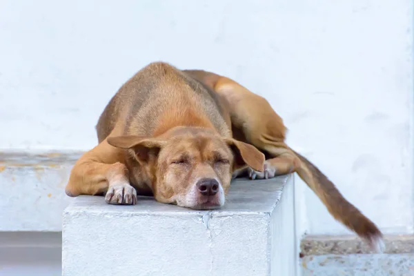 Hund sömnen — Stockfoto