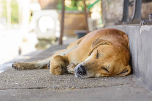 Hund sömnen — Stockfoto