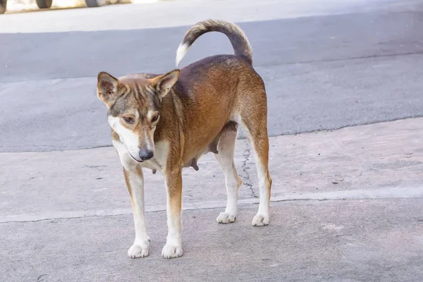 Hund är sällskaps djur — Stockfoto