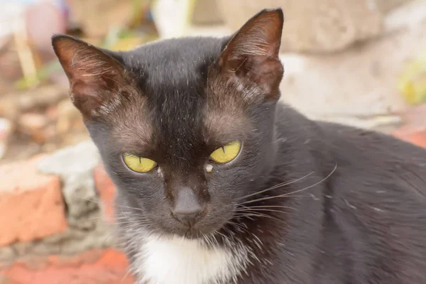 Macacos oculares em gatos — Fotografia de Stock