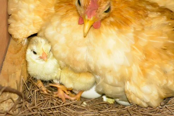 Œufs d'incubation de poules — Photo