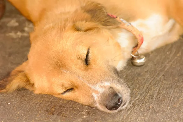 Hund sömnen — Stockfoto