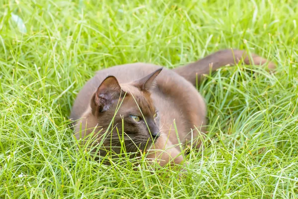 Gato dormindo na grama — Fotografia de Stock