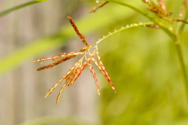Buğdaygiller veya Gramineae