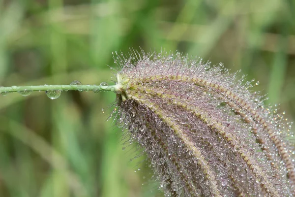 Poaceae nebo Gramineae — Stock fotografie