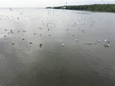 Kıyıya ve bazı yüzen martılar uçarken