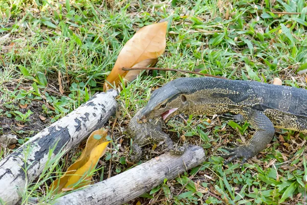 Varanus salvator yeme kurbağa — Stok fotoğraf