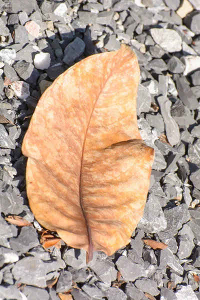 Liść na kamienistej tekstury — Zdjęcie stockowe