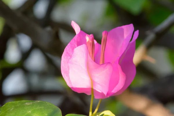 The pink bougainvillea — Stock Photo, Image