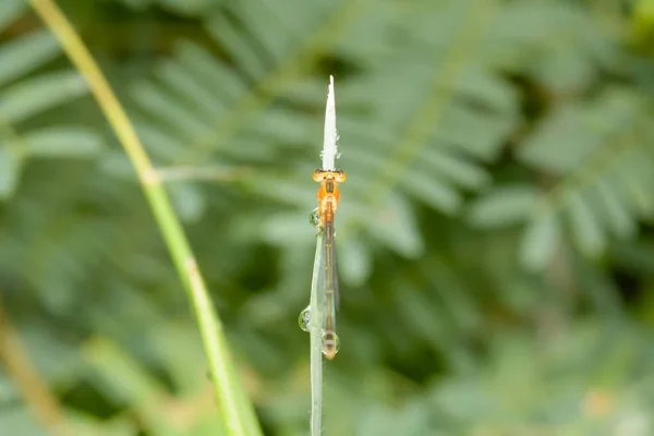 Dragonfly isla en la parte superior de la hierba — Foto de Stock